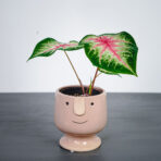 caladium-rosebud