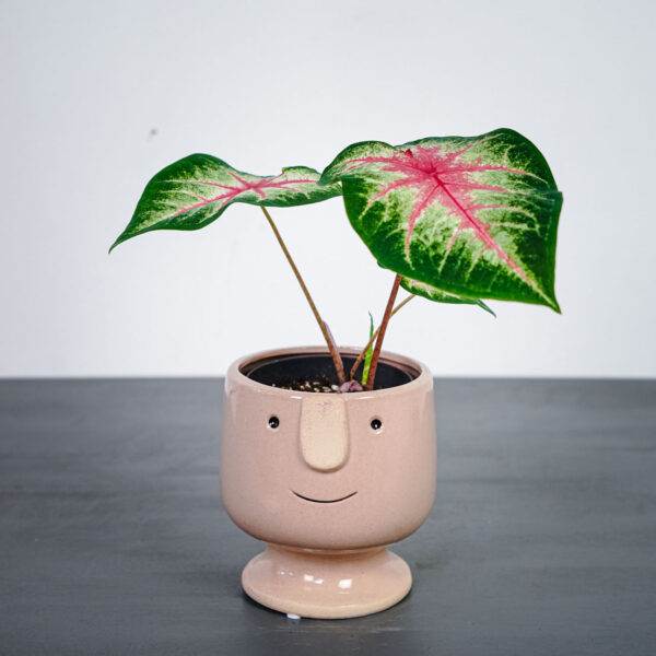 caladium-rosebud caladium-rosebud