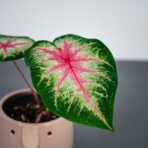 caladium-rosebud