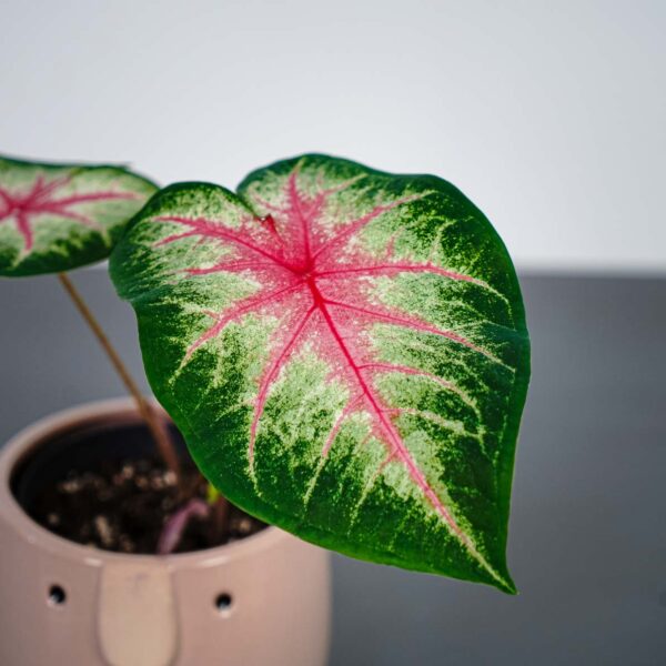 caladium-rosebud caladium-rosebud