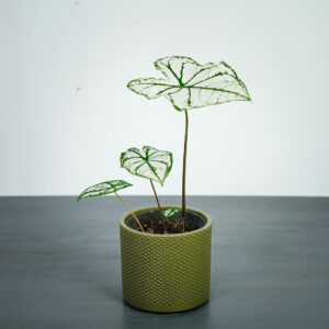 caladium-white-christmas