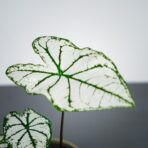 caladium-white-christmas
