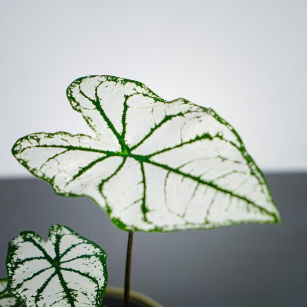 caladium-white-christmas caladium-white-christmas