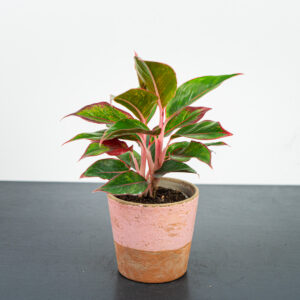 aglaonema-crete