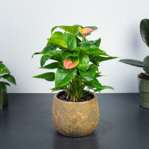 anthurium-flamingo-pink