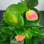 anthurium-flamingo-pink