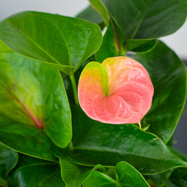 anthurium-flamingo-pink anthurium-flamingo-pink