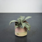 pilea-cadierei-ellen-baby