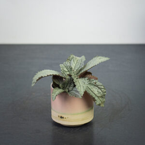 pilea-cadierei-ellen-baby