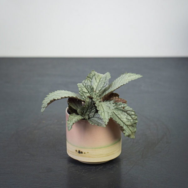 pilea-cadierei-ellen-baby