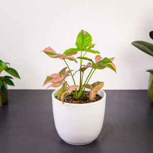 syngonium-red-spot5