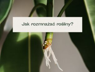 Korzenie wodne w sadzonce ciętej