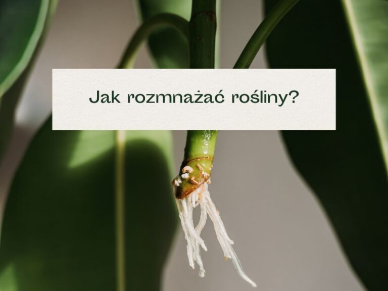 Korzenie wodne w sadzonce ciętej