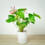 anthurium-princess-amalia