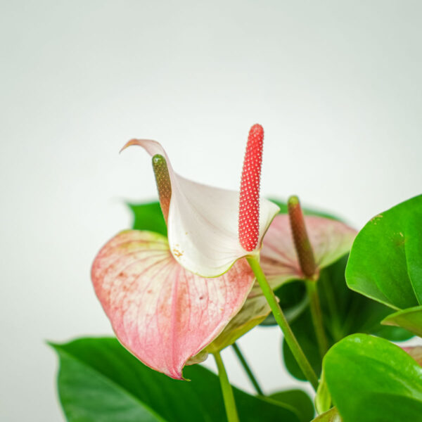 anthurium-princess-amalia (2) anthurium-princess-amalia