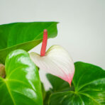 anthurium-princess-amalia