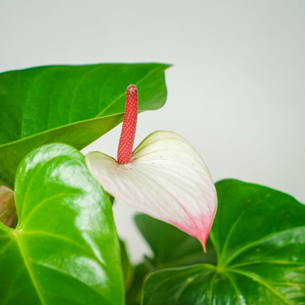 anthurium-princess-amalia (3) anthurium-princess-amalia