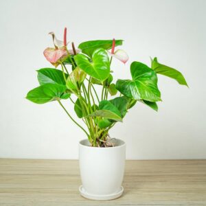 anthurium-princess-amalia