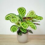 calathea-roseopicta-angela