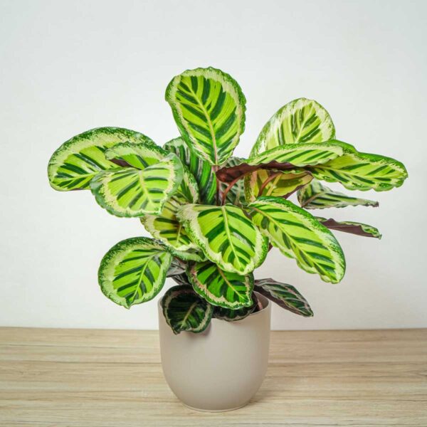 calathea-roseopicta-angela calathea-roseopicta-angela