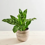 Aglaonema maria