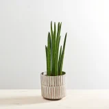Sansevieria cylindrica