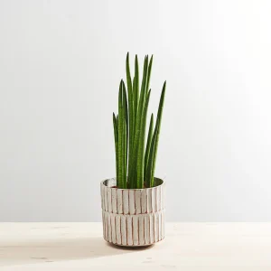 Sansevieria cylindrica