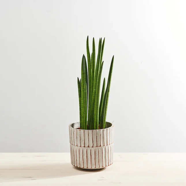MS1k9_0250_MS9 250 Sansevieria cylindrica