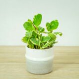 peperomia-obtusifolia-marble
