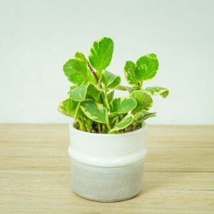 peperomia-obtusifolia-marble