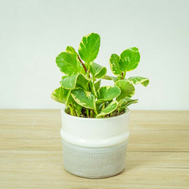 peperomia-obtusifolia-marble