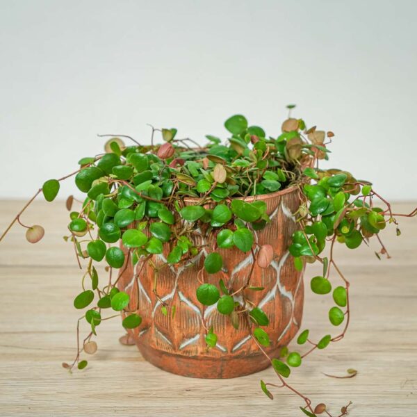 peperomia-pepperspot (2) peperomia-pepperspot