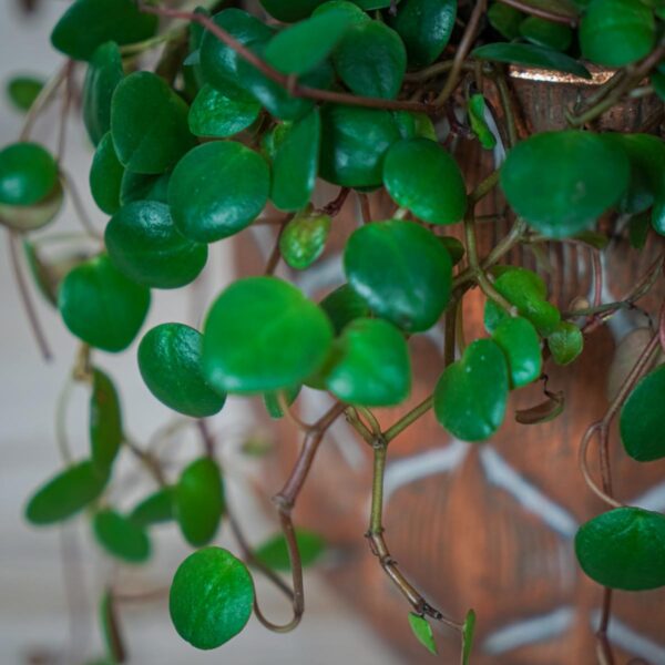 peperomia-pepperspot (3) peperomia-pepperspot