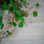peperomia-pepperspot