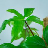 philodendron-pedatum