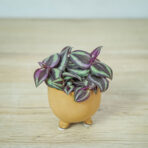 trzykrotka-fioletowa-baby-tradescantia-purple-passion