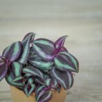 trzykrotka-fioletowa-baby-tradescantia-purple-passion