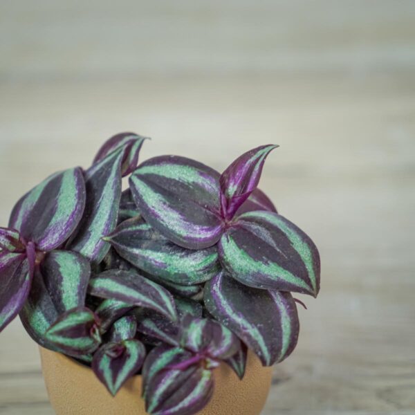 trzykrotka-fioletowa-baby-tradescantia-purple-passion (2) trzykrotka-fioletowa-baby-tradescantia-purple-passion