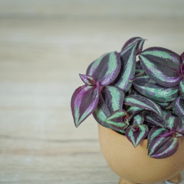 trzykrotka-fioletowa-baby-tradescantia-purple-passion (3) trzykrotka-fioletowa-baby-tradescantia-purple-passion