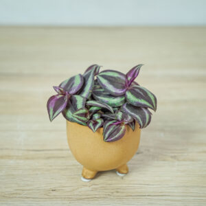 trzykrotka-fioletowa-baby-tradescantia-purple-passion