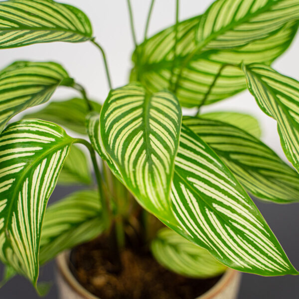 calathea-vittata calathea-vittata