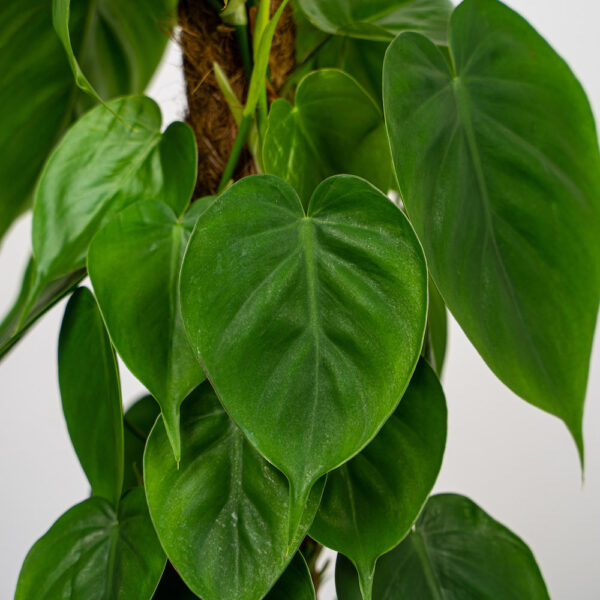 philodendron-scandens-na-paliku philodendron-scandens-na-paliku
