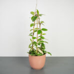 hoya-carnosa-krimson-queen-na-bambusie