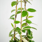 hoya-carnosa-krimson-queen-na-bambusie