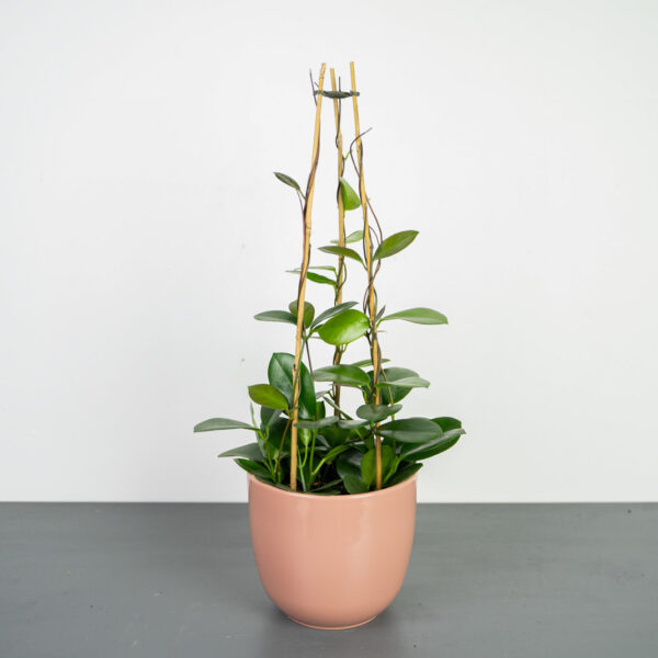 hoya-australis-na-drabince