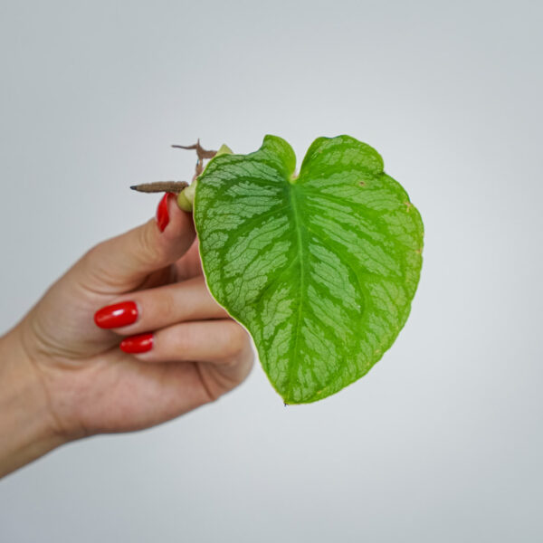 monstera-dubia-sadzonka monstera-dubia-sadzonka