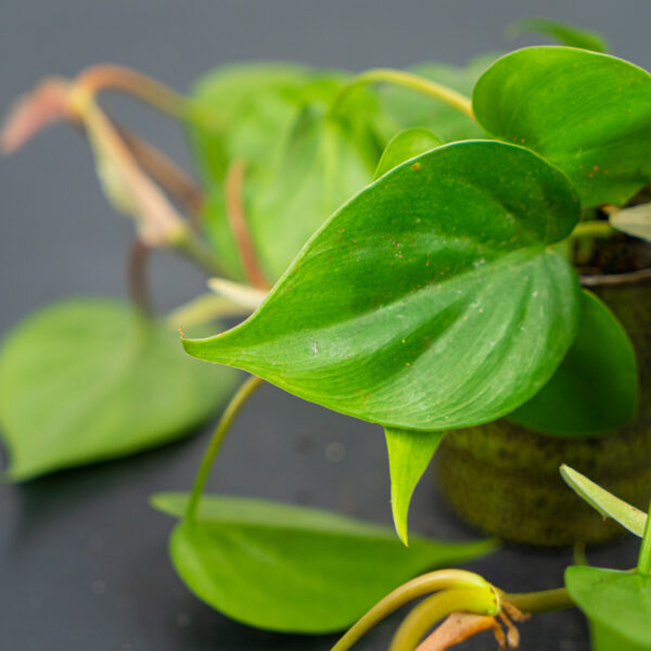philodendron-scandens-baby philodendron-scandens-baby
