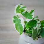 epipremnum-pearls-and-jade