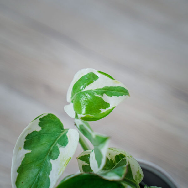 epipremnum-pearls-and-jade epipremnum-pearls-and-jade