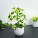 szeflera-charlotte-schefflera-arboricola